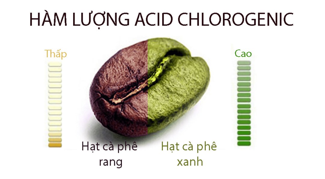 Hàm lượng hoạt chất vàng trong cà phê tươi là axit chlorogenic 
