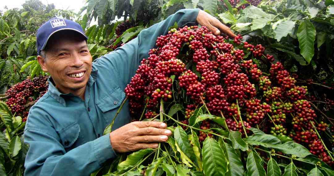 Người nông dân cần có kinh nghiệm để tạo cây cà phê chất lượng