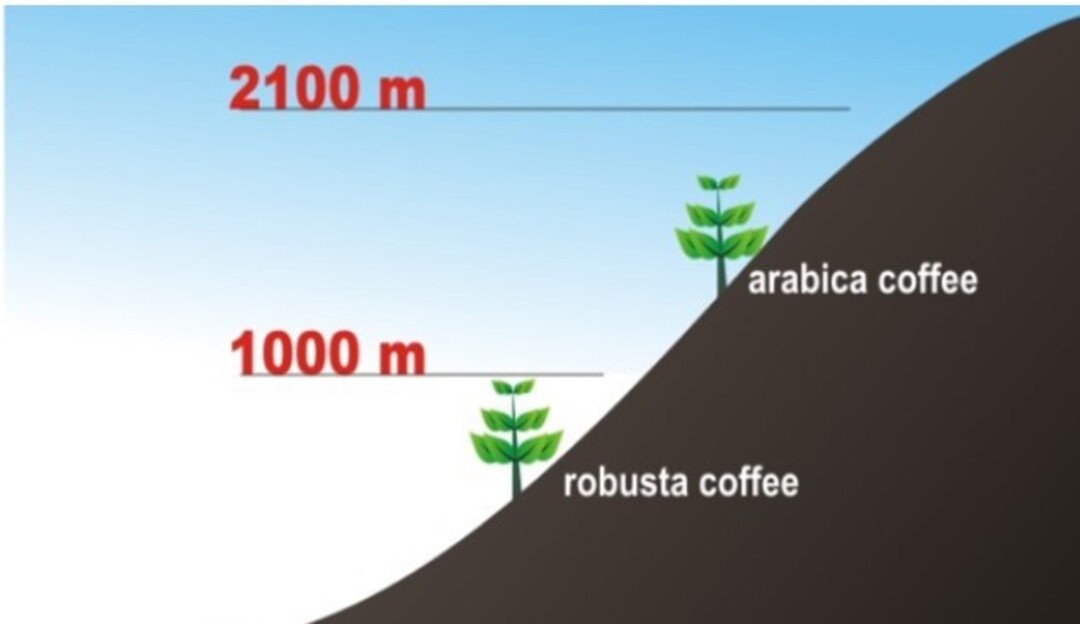Điều kiện trồng Robusta và Arabica 