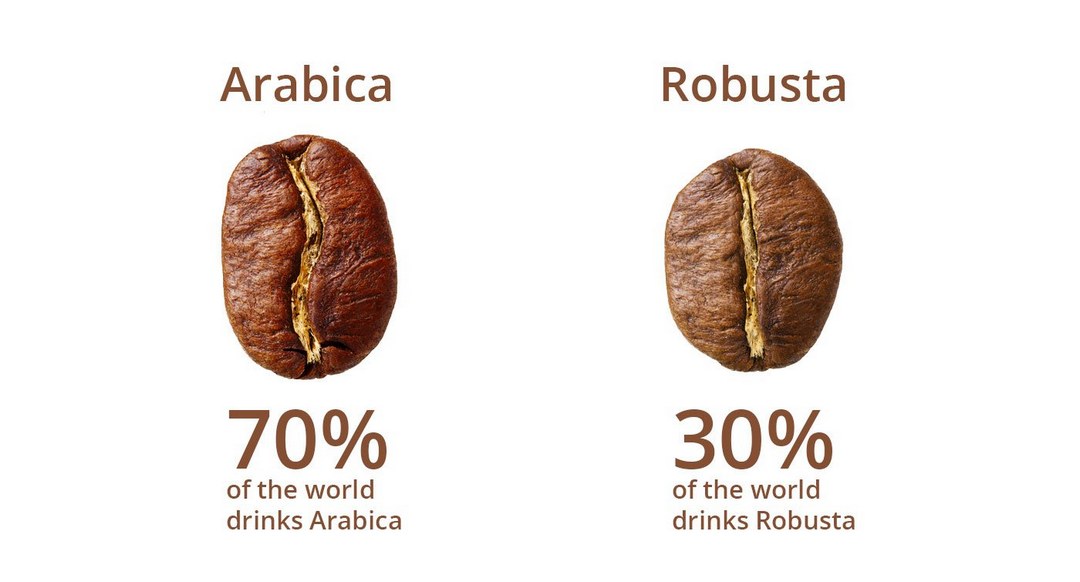 Ưu và nhược điểm của hai loại cà phê