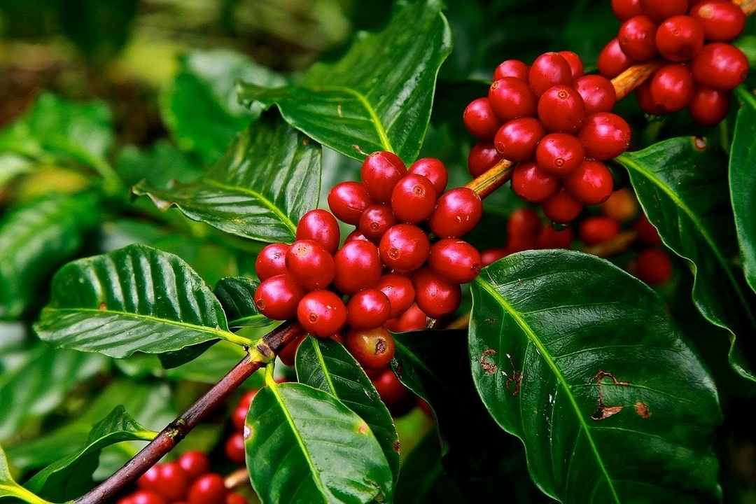 Bảo vệ môi trường nuôi trồng cà phê Robusta