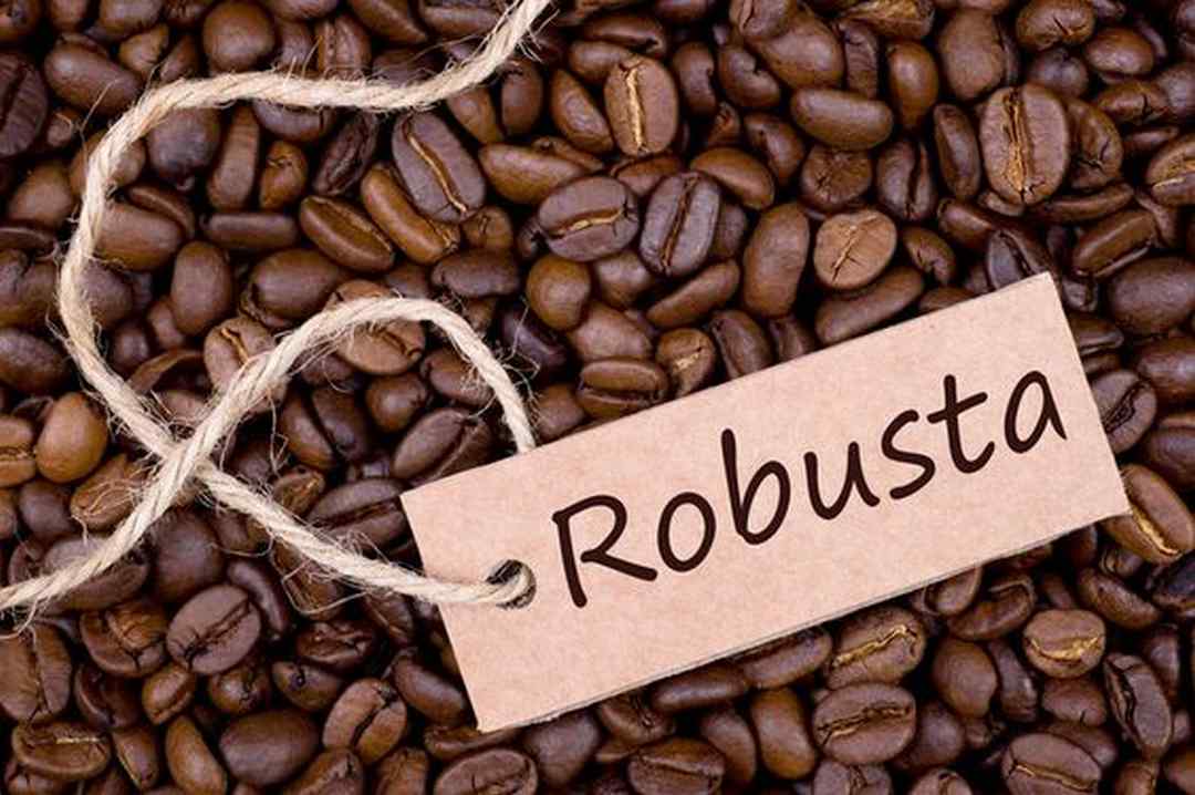 Giới thiệu về cà phê Robusta