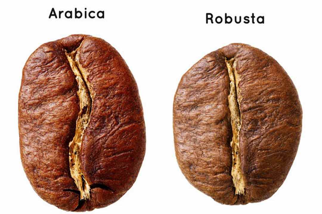 Ưu nhược điểm của Arabica với các loại cà phê khác